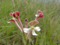 Zaluzianskya microsiphon stem-tip blooms